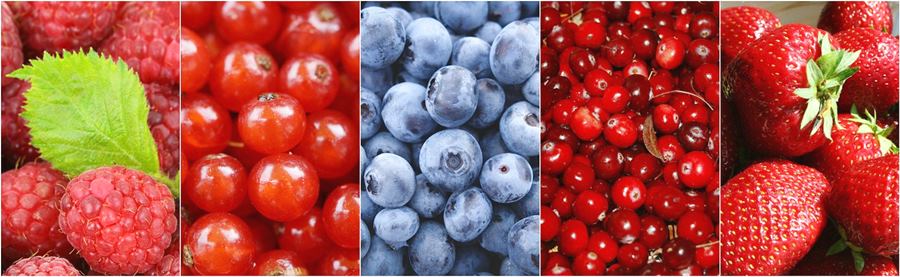 different types of berries: raspberry, blueberry, cranberry, strawberry